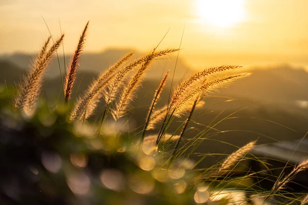 Luz Laranja Sol Que Brilha Através Das Fibras Das Flores — Fotografia de Stock