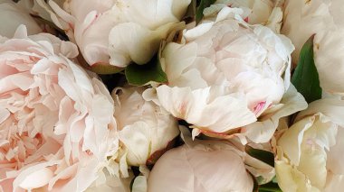 Beyaz çiçekler harika şakayık güller