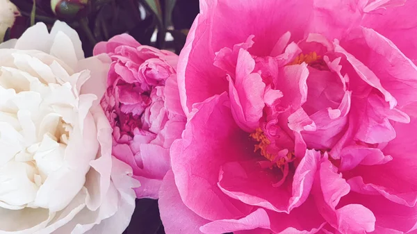 Pembe şakayık yaprakları narin gül çiçekleri.