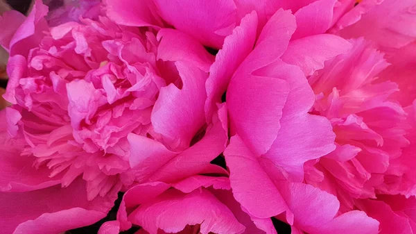 Petali Peonia Rosa Delicate Peonie Fiori Rosa — Foto Stock