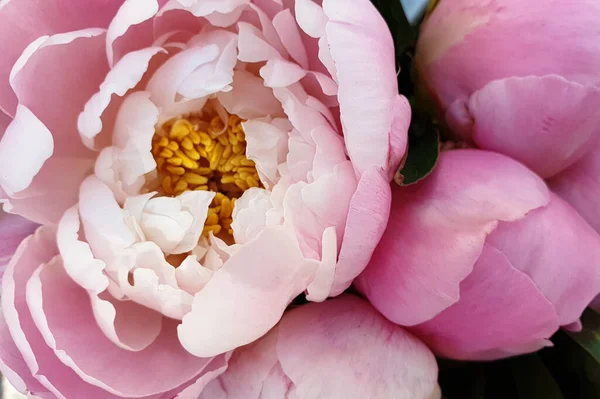 Pink peony petals delicate rose flower peonies