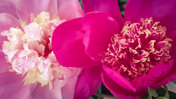 Peônia Rosa Pétalas Delicadas Rosa Peônias Flor — Fotografia de Stock