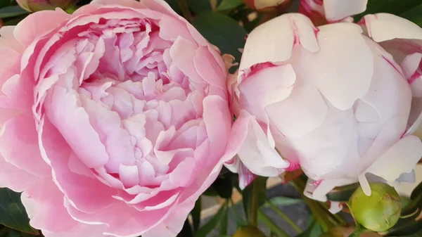 Розовые Лепестки Пионов Нежные Пионы Цветов Роз — стоковое фото