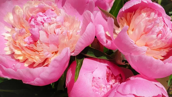 Pembe şakayık yapraklı şakayık arka planı