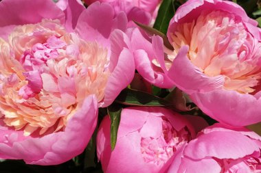 Pembe şakayık yapraklı şakayık arka planı