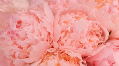 Pembe şakayık yapraklı şakayık arka planı