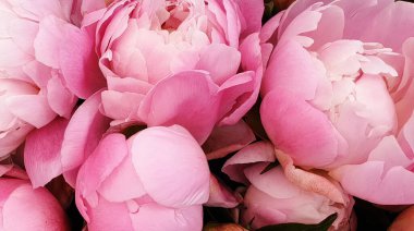 Pembe şakayık yapraklı şakayık arka planı