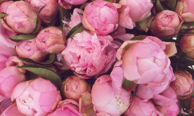 Pembe şakayık yapraklı şakayık arka planı