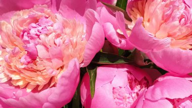 Pembe şakayık yapraklı şakayık arka planı