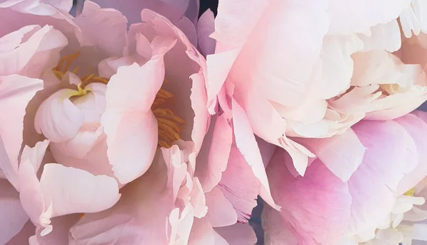 Pembe şakayık yapraklı şakayık arka planı