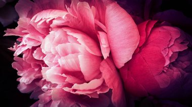 Pembe şakayık yapraklı şakayık arka planı