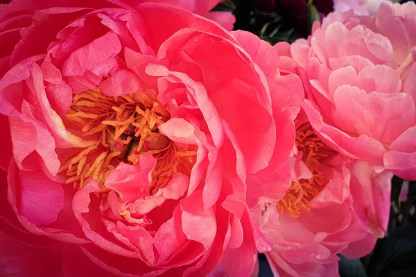 Розовые Лепестки Роз Пионы Фон — стоковое фото