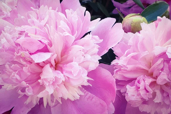 Pembe şakayık yapraklı şakayık arka planı