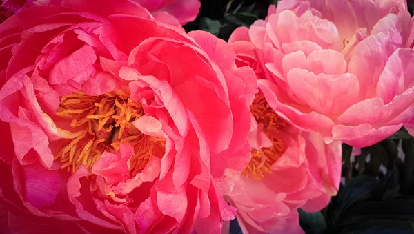 Pink Peony Rose Petals Peonies Background — Stock Photo, Image