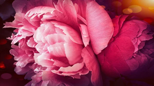 Pembe şakayık yapraklı şakayık arka planı