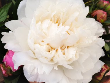 Beyaz arkaplanda beyaz gül yaprakları