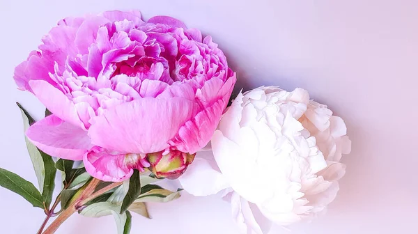 bouquet of pink and white peony roses flatlay desk