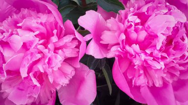 Pembe şakayık çiçekleri çiçek yaprakları arka plan