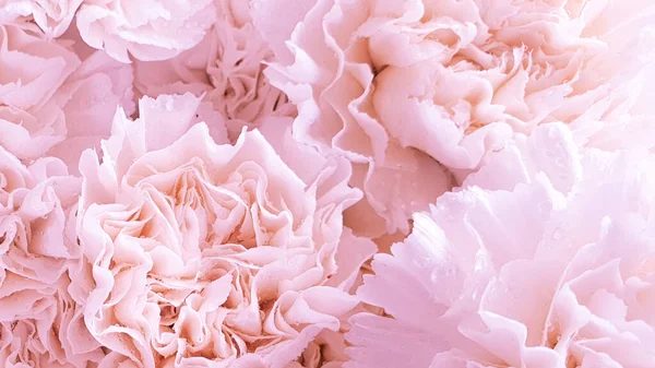 Weiße Blumen Erstaunlich Schöne Pfingstrosen Pfingstrosen — Stockfoto