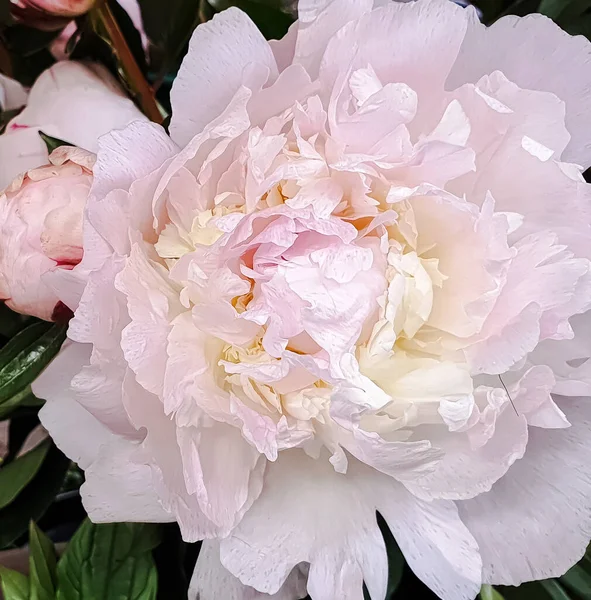 Fiori Bianchi Stupefacente Bella Peonia Rose Peonie — Foto Stock