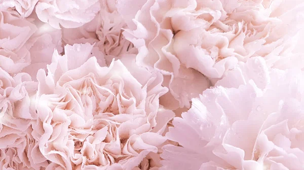 Schöne Rosa Blume Erstaunliche Blumen — Stockfoto