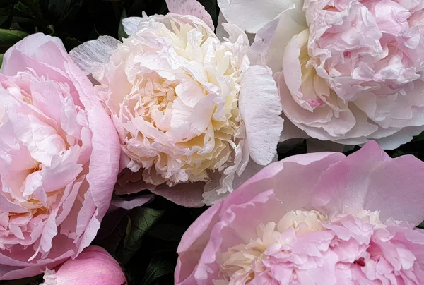 Рожева Півонія Троянда Квіткові Пелюстки Півонії Фон — стокове фото