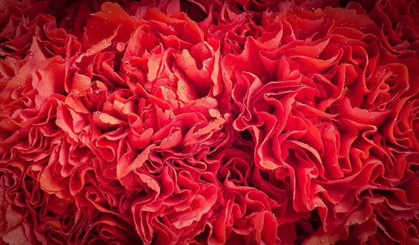 Rosa Rosenblätter Hintergrund — Stockfoto