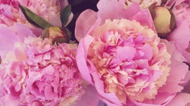 Pembe şakayık çiçekleri.