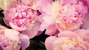 Pembe şakayık çiçekleri.