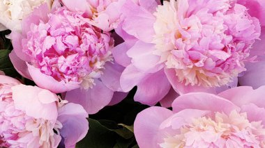 Pembe şakayık çiçekleri.