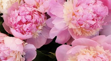 Pembe şakayık çiçekleri.