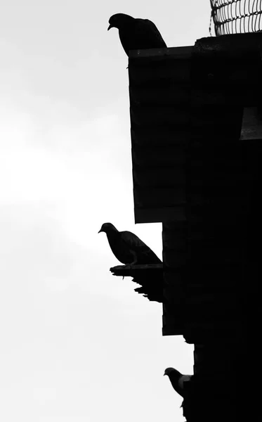 Drie zwarte zwaluw rust op dakrand — Stockfoto