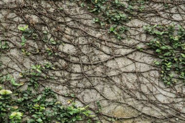 kuru yapraklar duvar arka plan doku