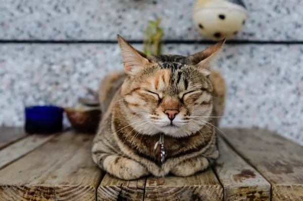 귀여운 거리 고양이 클로즈업 보기 — 스톡 사진