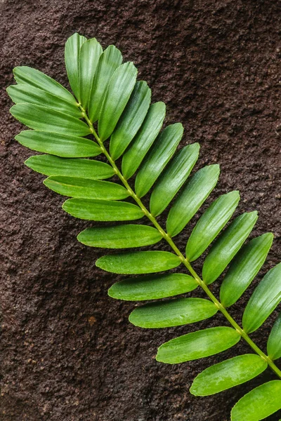 Зеленые листья тропических джунглей — стоковое фото
