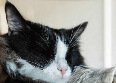 sevimli siyah kedi uyku closeup görünümü