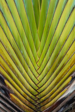 büyük yeşil renk bitki yaprak closeup