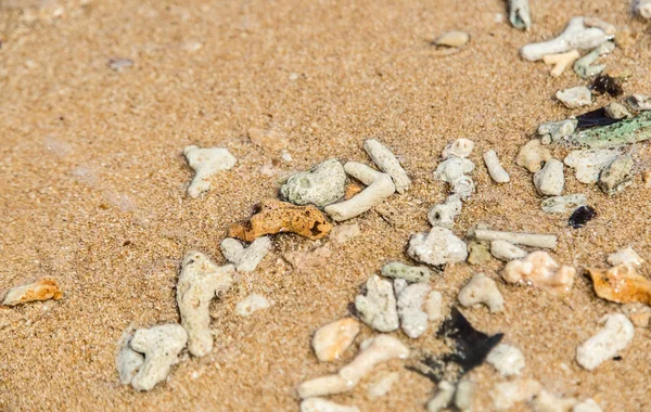 死珊瑚小块在沙滩沙背景 — 图库照片
