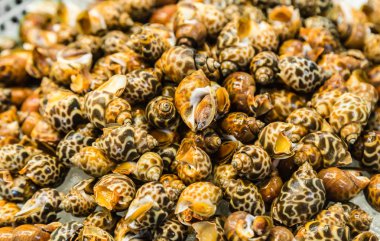 pazar arka planda satışa taze deniz kanepe