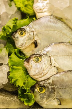 rıhtım deniz ürünleri pazarında balık satışı