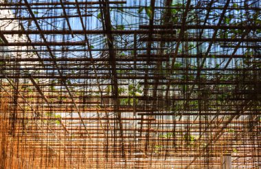 yeşil rattan bitki peyzaj barınak closeup detay görünümü