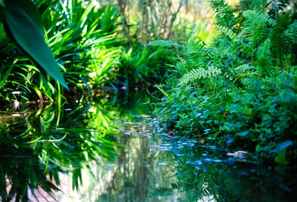 nehir su yansıması ile tropikal orman yeşillik sulak