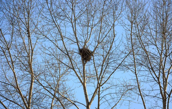 Nest in einem Baum unter dem Himmel, nördliches China — Stockfoto