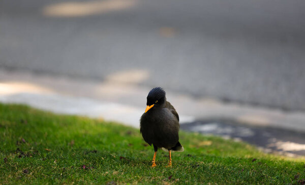 Jvan Myna searching for food in the grass