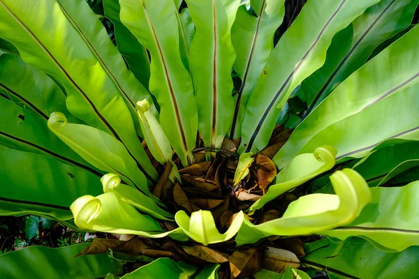 Крупный план оставляет Asplenium scolopendrium, известный как завод языка Харта — стоковое фото