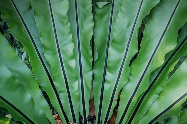 Крупный план оставляет Asplenium scolopendrium, известный как завод языка Харта — стоковое фото