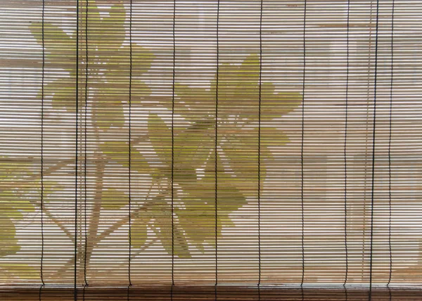 Grüne Pflanze hinter traditionellem Bambusvorhang — Stockfoto