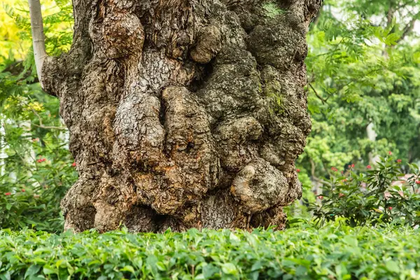Árvore tumor tronco em verde espaço aberto vista closeup — Fotografia de Stock