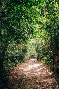 Güneşli bir günde yıpranmış bir yürüyüş yolu ormanı