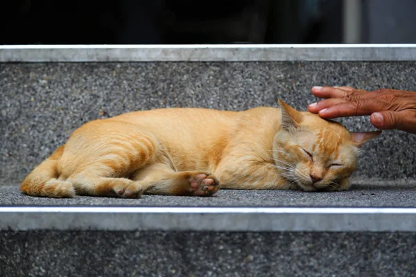 cute cat sleep on steps,and an old hand touch it
